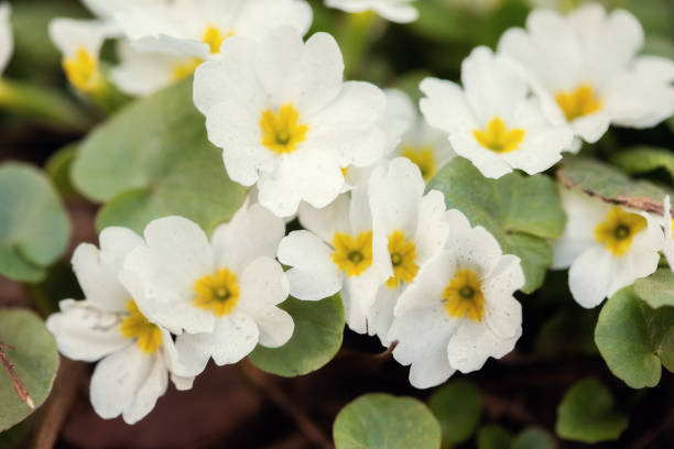istock Beautiful spring white flowers, close-up. Spring summer floral background 1327105474