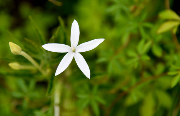 istock Small white flower in close up with bokeh background 1327105841
