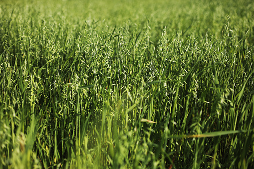 Shot of a green wheat field in summer. Wheat is a grass cultivated for its seed. grain is a small, hard, dry seed, harvested for human, animal consumption.