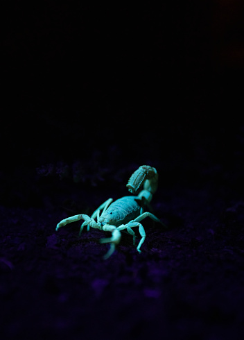 Close up image of a poisonous scorpion glowing under a UV light at night