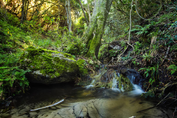 água caindo sobre uma pequena cachoeira em uma floresta indiginosa no overberg na áfrica do sul - indigineous - fotografias e filmes do acervo