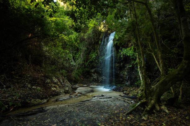 água caindo sobre uma pequena cachoeira em uma floresta indiginosa no overberg na áfrica do sul - indigineous - fotografias e filmes do acervo