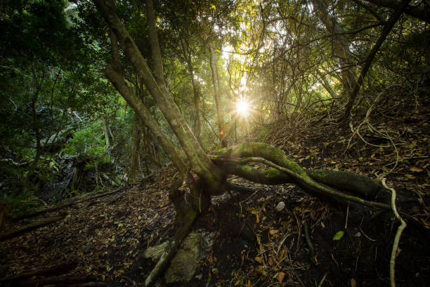 água caindo sobre uma pequena cachoeira em uma floresta indiginosa no overberg na áfrica do sul - indigineous - fotografias e filmes do acervo