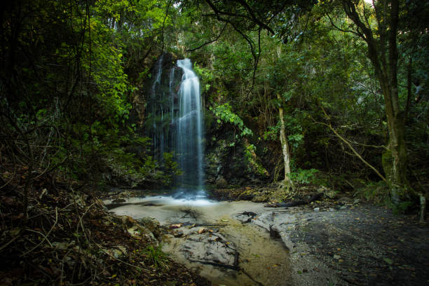 água caindo sobre uma pequena cachoeira em uma floresta indiginosa no overberg na áfrica do sul - indigineous - fotografias e filmes do acervo