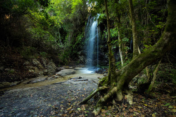 água caindo sobre uma pequena cachoeira em uma floresta indiginosa no overberg na áfrica do sul - indigineous - fotografias e filmes do acervo