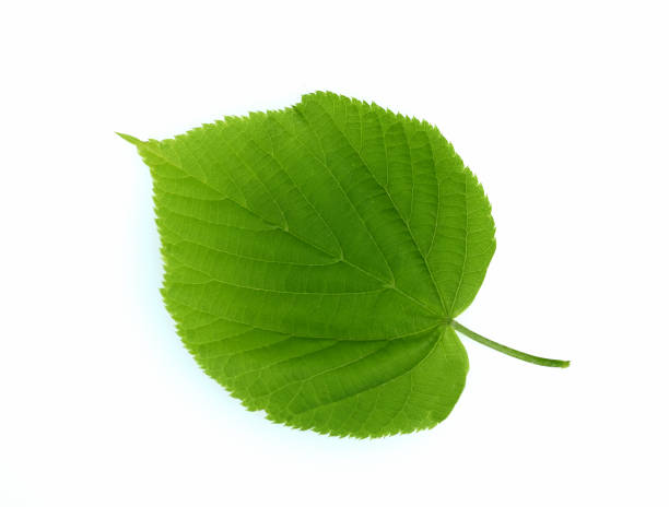 istock Tilia Cordata, leaf 1327109203