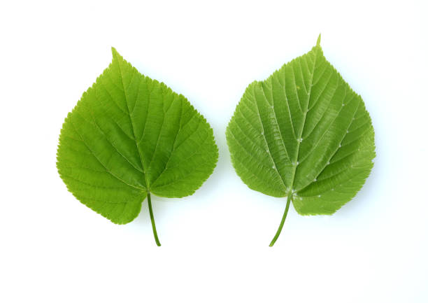 istock Tilia Cordata, leaf 1327109391
