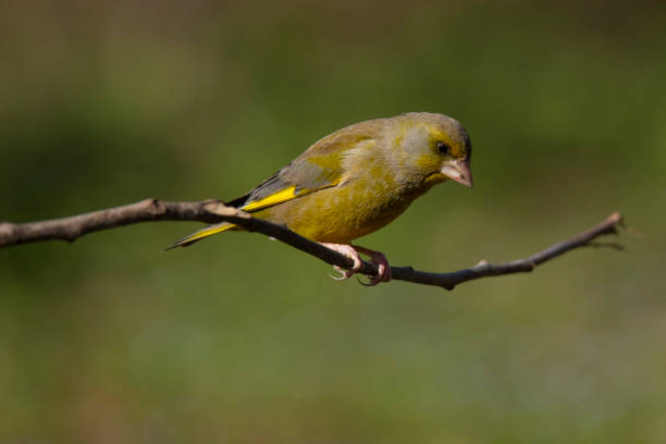 istock greenfinch bird on the tree branch 1327109526
