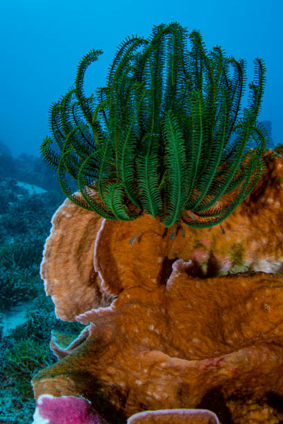 istock Crinoid and the Pacific coral reef 1327109709