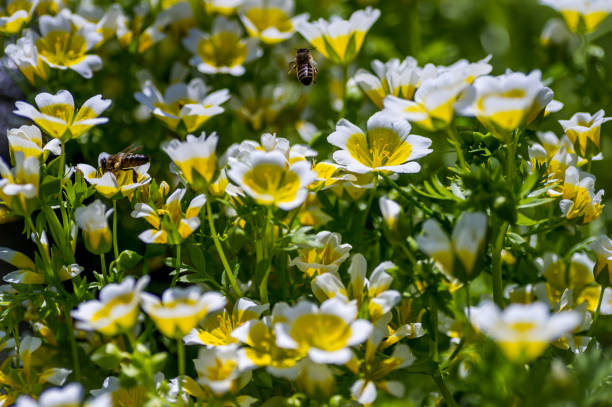 istock Two honey bees among poached egg plants 1327109805