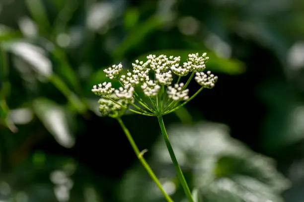 Close up of umbels of white flowers of cow parsley plant, Anthriscus sylvestris.  The plant grows wild in the United Kingdom, often seen in meadows and along hedgerows and the side of roads.