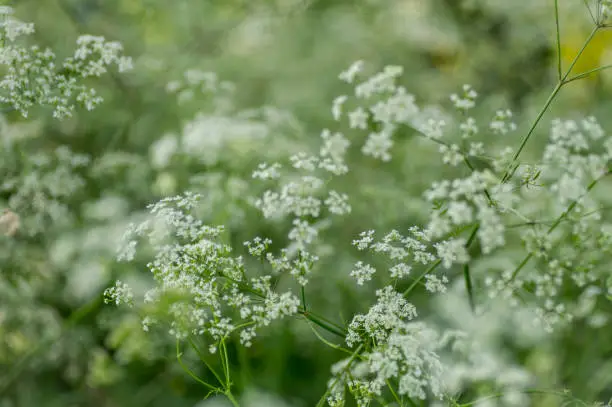 Close up of umbels of white flowers of cow parsley plant, Anthriscus sylvestris.  The plant grows wild in the United Kingdom, often seen in meadows and along hedgerows and the side of roads.