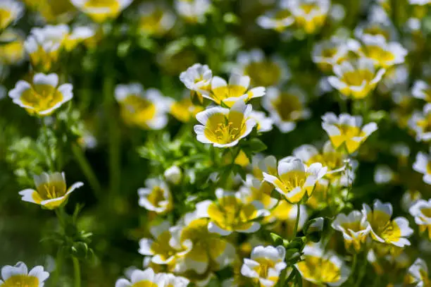 Flowers of the poached egg plant, limnanthes douglasii, named because of the bright yellow and white colours of the flowers.  The plant provides good low ground cover and the flowers are attractive to bees and other pollinators.  Shot in the United Kingdom in early June.