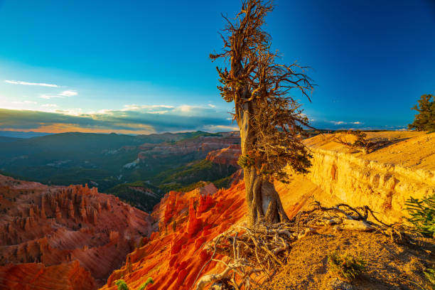 bristlecone pine et les hoodoos de cedar breaks - bristlecone pine photos et images de collection