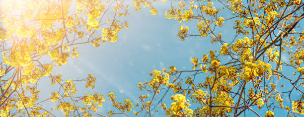 A beautiful yellow flowering tree in blue sky background