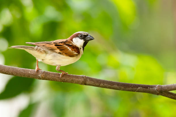 istock Male House Sparrow perching on a perch looking into a distance 1327111067