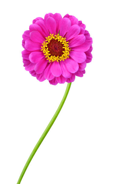 Pink zinnia elegance isolated on white