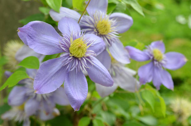 istock Beautiful blue clematis. Blooming clematis 1327111227