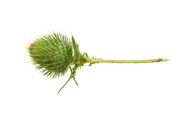 istock flower bud of Spear thistle; bull thistle 1327111243