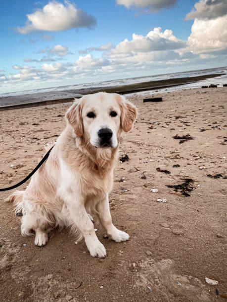 istock Golden retriever on the beach 1327112664
