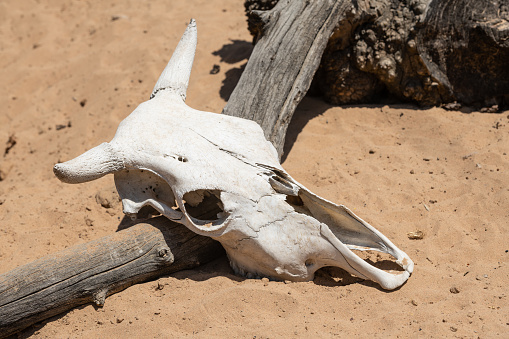 The skull of a cow lies on the hot sand