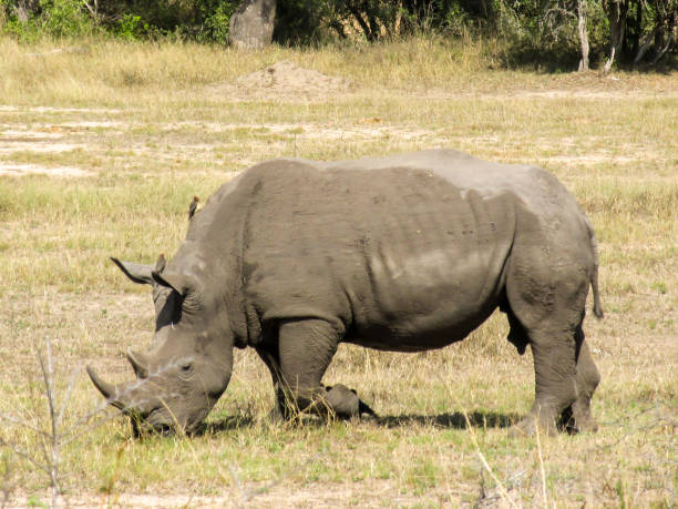 istock Grazing southern white rhino, Ceratothrium Simum 1327113318