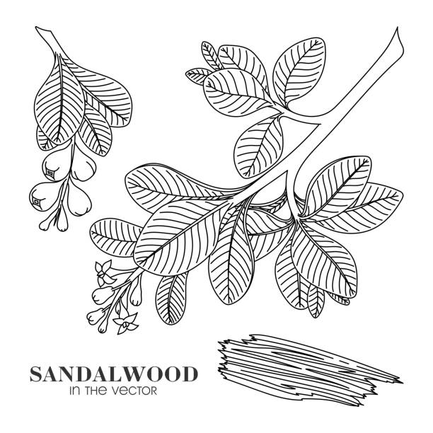 sandalwood sketch auf einem weißen hintergrund - sandelholz stock-grafiken, -clipart, -cartoons und -symbole