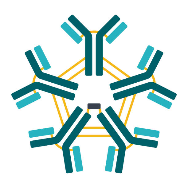 Pentameric IgM scheme of antibody Pentameric IgM structure of antibody. Y-shaped immunoglobulin. Protein that used by the immune system to neutralize pathogens such as pathogenic bacteria and viruses - isolated illustration viral antigen stock illustrations