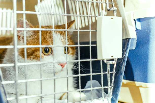 istock frightened look of a cat sitting in a carrying cage 1327115614