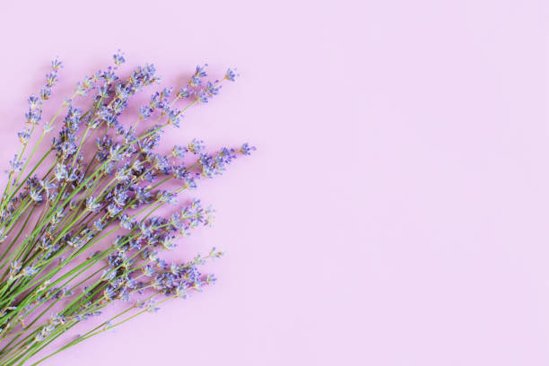 istock Beautiful lavender floers on a violet pastel background. 1327115654