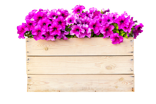 Pink purple petunia in a wooden box isolated on white background.