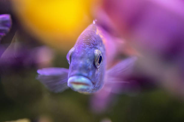 istock Close up of tropical fish 1327117360