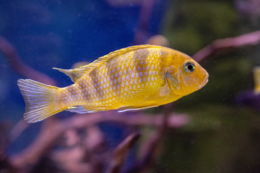 exotic aquarium fish astranatous with close-up