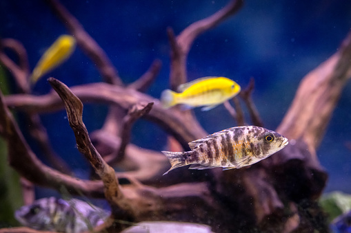 Angelfish, scalar blue fish in a home aquarium close-up