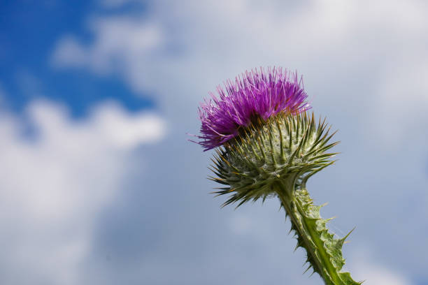 A cotton thistle flower with sky background onopordum acanthium with sky background Scottish Thistle stock pictures, royalty-free photos & images