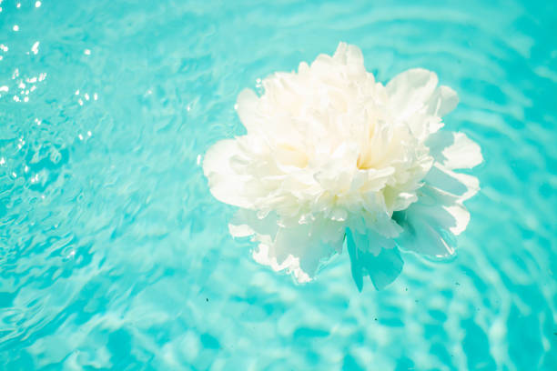 istock a beautiful white peony in the water, on a blue background. 1327117466