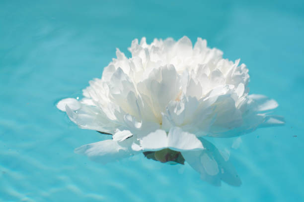 istock a beautiful white peony in the water, on a blue background. 1327117476
