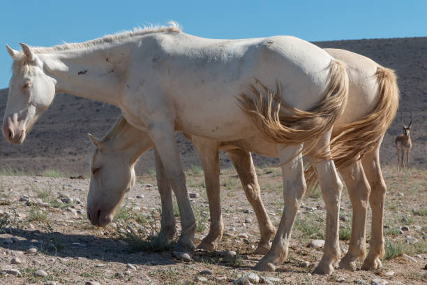 istock Wild Horses in the Utah Desert 1327118511