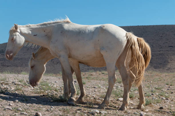 istock Wild Horses in the Utah Desert 1327119329