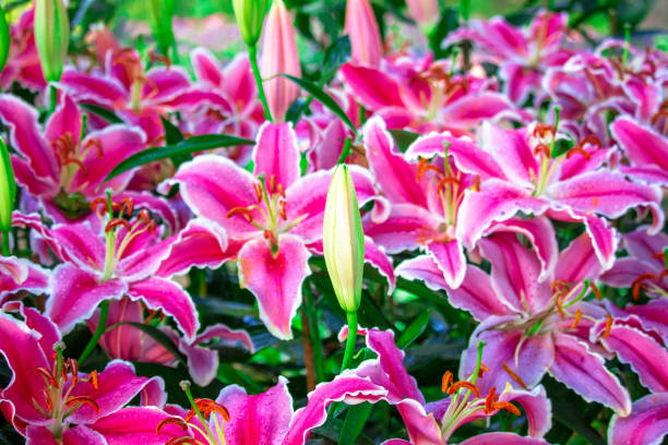 istock Pink and Green Lily in park 1327119381