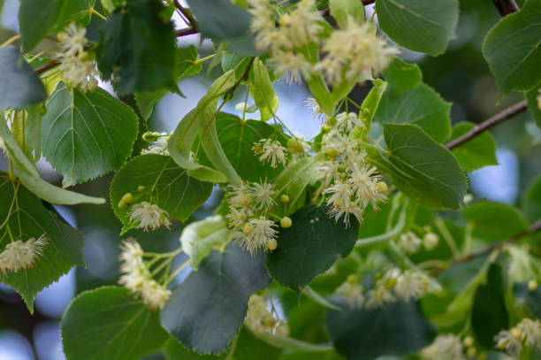 istock Tilia cordata linden tree branches in bloom, springtime flowering small leaved lime, green leaves 1327119658