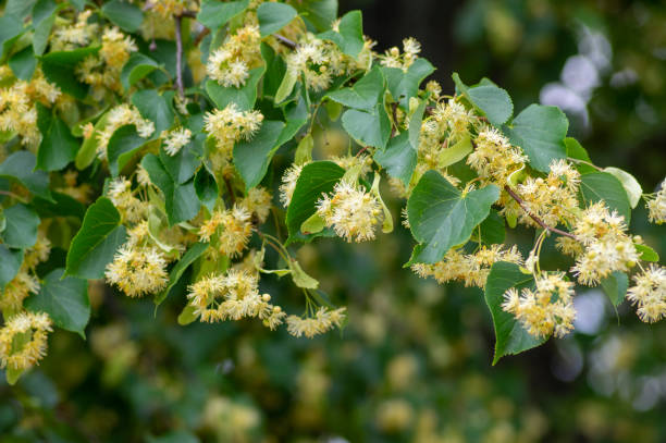 istock Tilia cordata linden tree branches in bloom, springtime flowering small leaved lime, green leaves 1327119662
