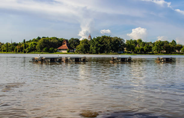 istock A lake is used as a breeding farm for catfish 1327120645