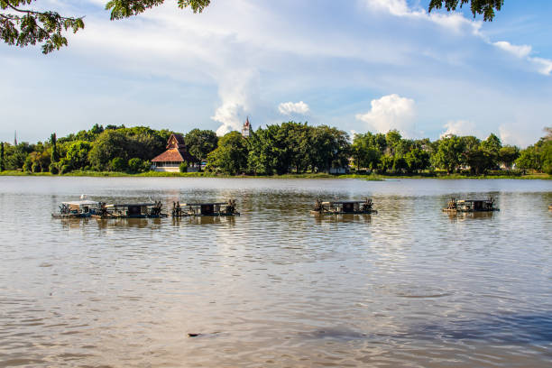 A lake is used as a breeding farm for catfish