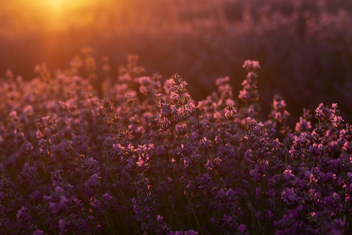 Beautiful lavender field on a summer day in the rays of the dawn sun. Beautiful lavender floral background.