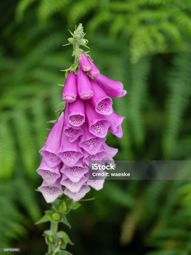 Diersfordtin metsässä Saksassa - Rojaltivapaa avainsanalla Ei ihmisiä ja tyyppiä Kuvapankin valokuva Diersfordtin metsässä Saksassa - Rojaltivapaa avainsanalla Ei ihmisiä ja tyyppiä Kuvapankin valokuva