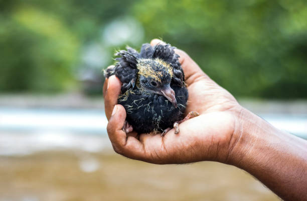 istock A young pigeon baby on a human hand close up 1327122854