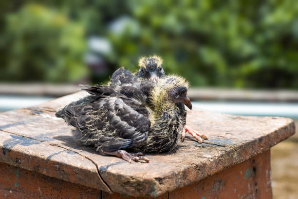 Two young pigeon babies on a wooden table kept under the sunshine