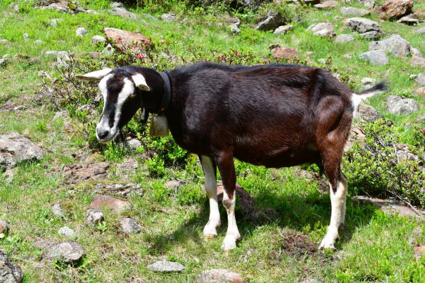 istock Goats on a meadow in Stubai valley 1327124827