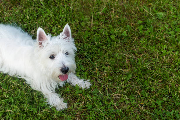 Dog breed West Terrier. Portrait with place for text stock photo